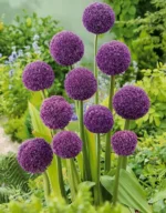 allium-ambassador-3