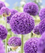 allium-ambassador-4