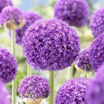 allium-ambassador-4