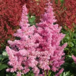 astilba-mainz-3