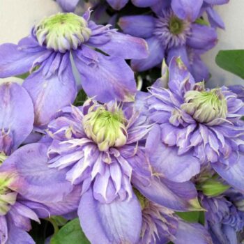 clematis-blue-light-1