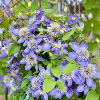 clematis-blue-light-2