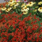 coreopsis-verticillata-ladybird-1