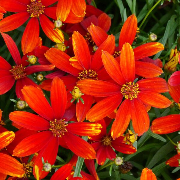 coreopsis-verticillata-ladybird-2