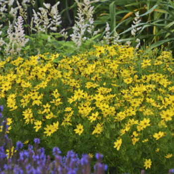 coreopsis-verticillata-zagreb-1