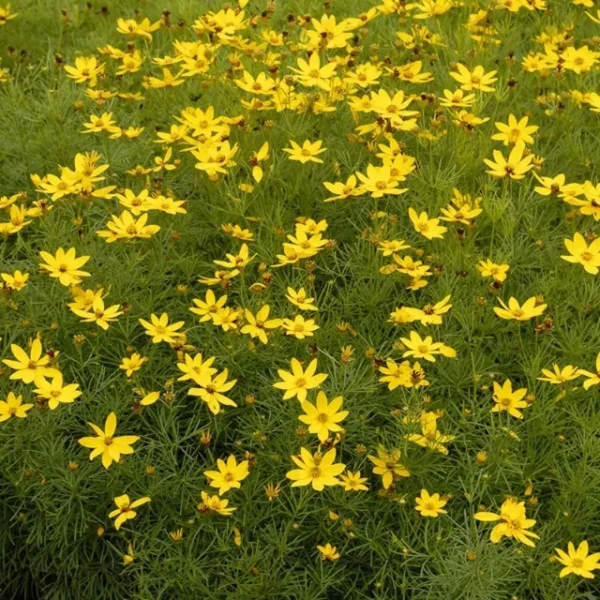 coreopsis-verticillata-zagreb-3