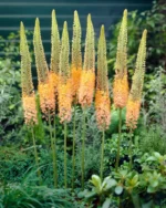 eremurus-cleopatra-1