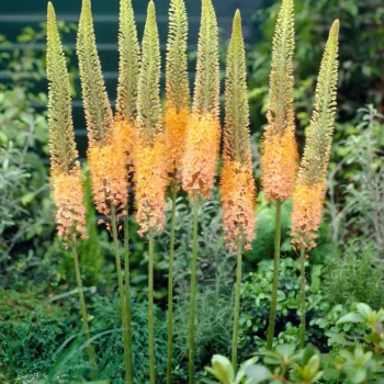 eremurus-cleopatra-1