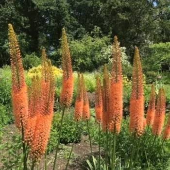eremurus-cleopatra-2
