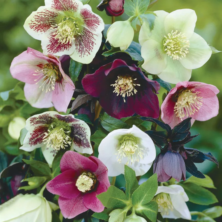 helleborus-orientalis-double-mixed-1