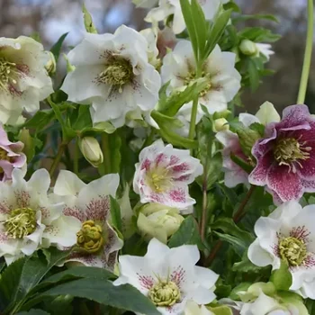 helleborus-orientalis-double-mixed-2