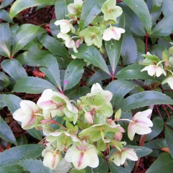 helleborus-x-sternii-1