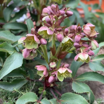 helleborus-x-sternii-3