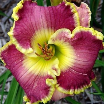 hemerocallis-cape-breton-1