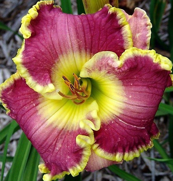 hemerocallis-cape-breton-1