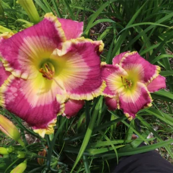 hemerocallis-cape-breton-2