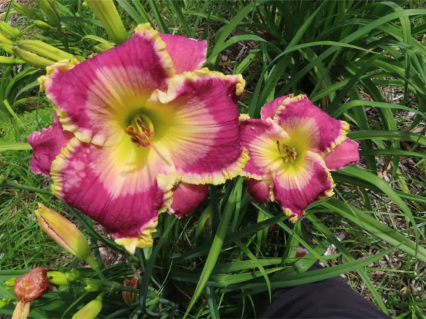 hemerocallis-cape-breton-2