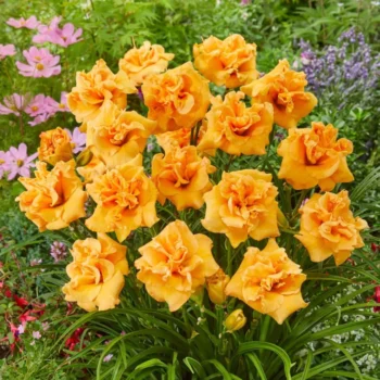 hemerocallis-isabella-maraffi-1