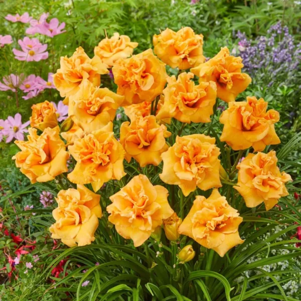 hemerocallis-isabella-maraffi-1