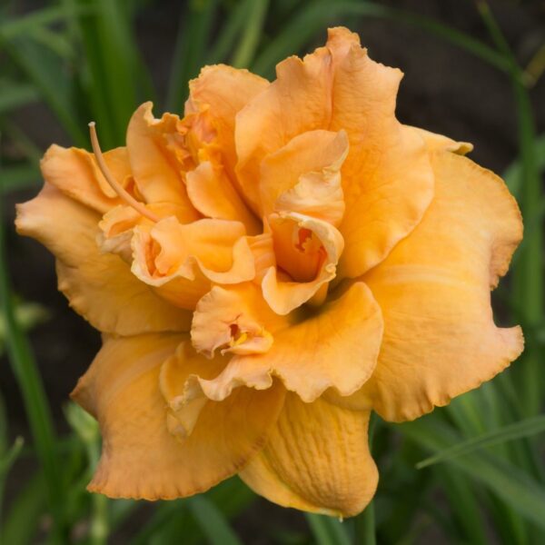 hemerocallis-isabella-maraffi-2