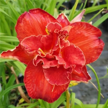 hemerocallis-moses-fire-1