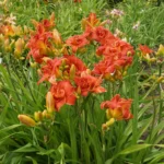 hemerocallis-moses-fire-2