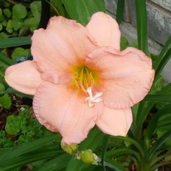 hemerocallis-on-and-on-1