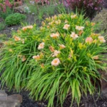 hemerocallis-on-and-on-2