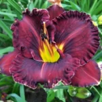 hemerocallis-purplelicious-1