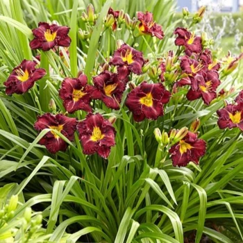 hemerocallis-purplelicious-3