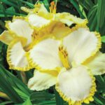 hemerocallis-villa-vanilla-1