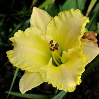 hemerocallis-villa-vanilla-2