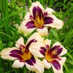 hemerocallis-wild-horses-1