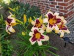 hemerocallis-wild-horses-2