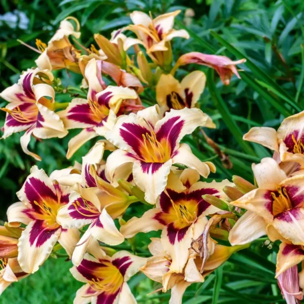 hemerocallis-wild-horses-3