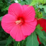 hibiskus-pink-passion-zelena