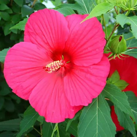 hibiskus-pink-passion-zelena hibiskus-pink-passion-zelena