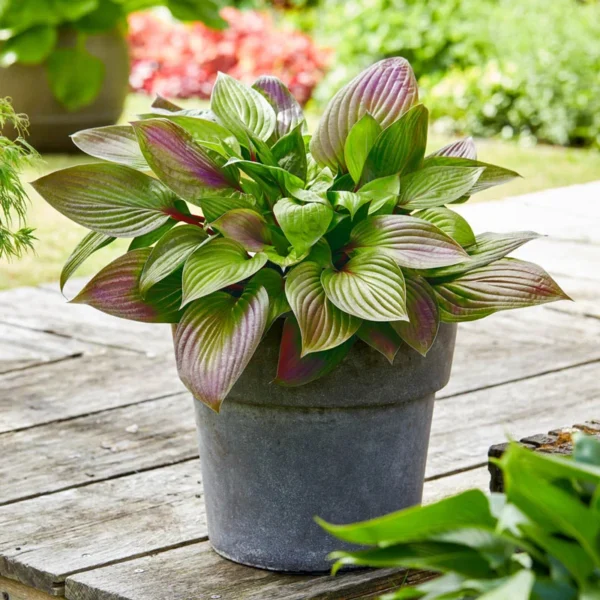 hosta-first-blush-4