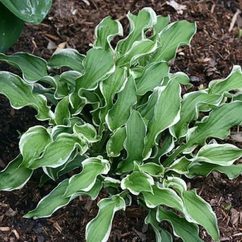 hosta-let's-twist-again-3