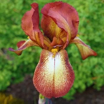 iris-germanica-firecracker-1