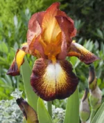 iris-germanica-firecracker-2