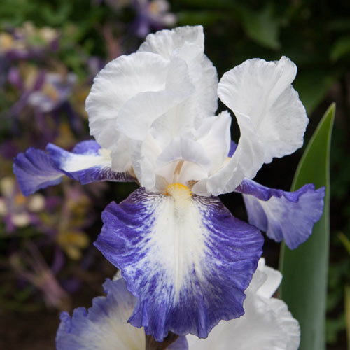 iris-germanica-mission-ridge-1