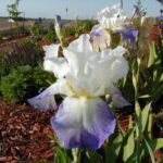 iris-germanica-mission-ridge-2