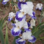 iris-germanica-mission-ridge-3