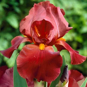 iris-germanica-sultans-palace-1