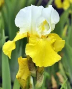 iris-germanica-tulip-festival-1