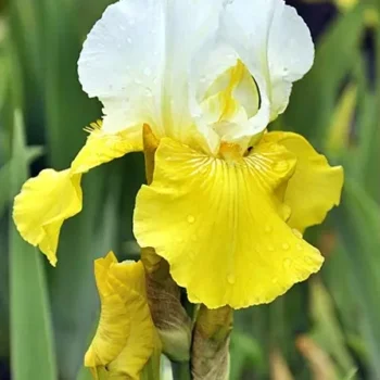 iris-germanica-tulip-festival-1