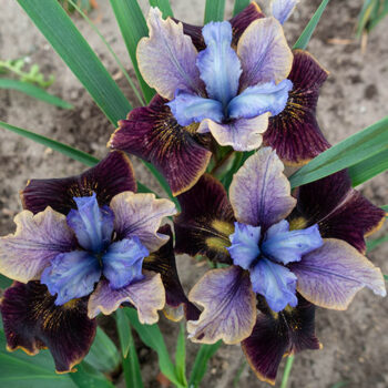 iris-sibirica-black-joker-1