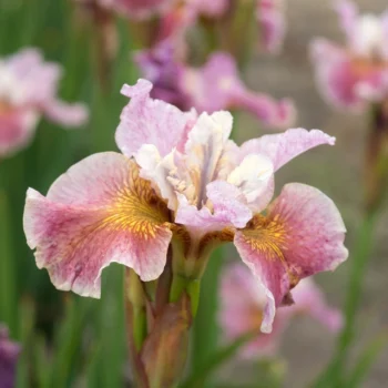 iris-sibirica-fancy-me-this-1