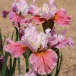 iris-sibirica-fancy-me-this-2